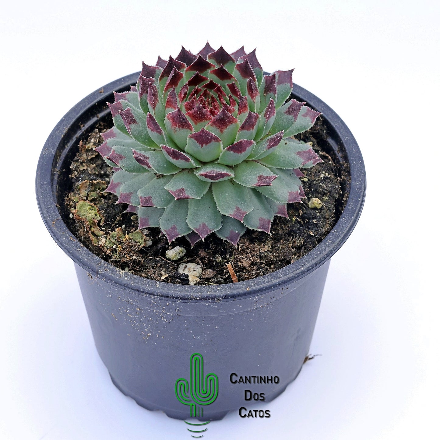 Sempervivum Mint Marvel