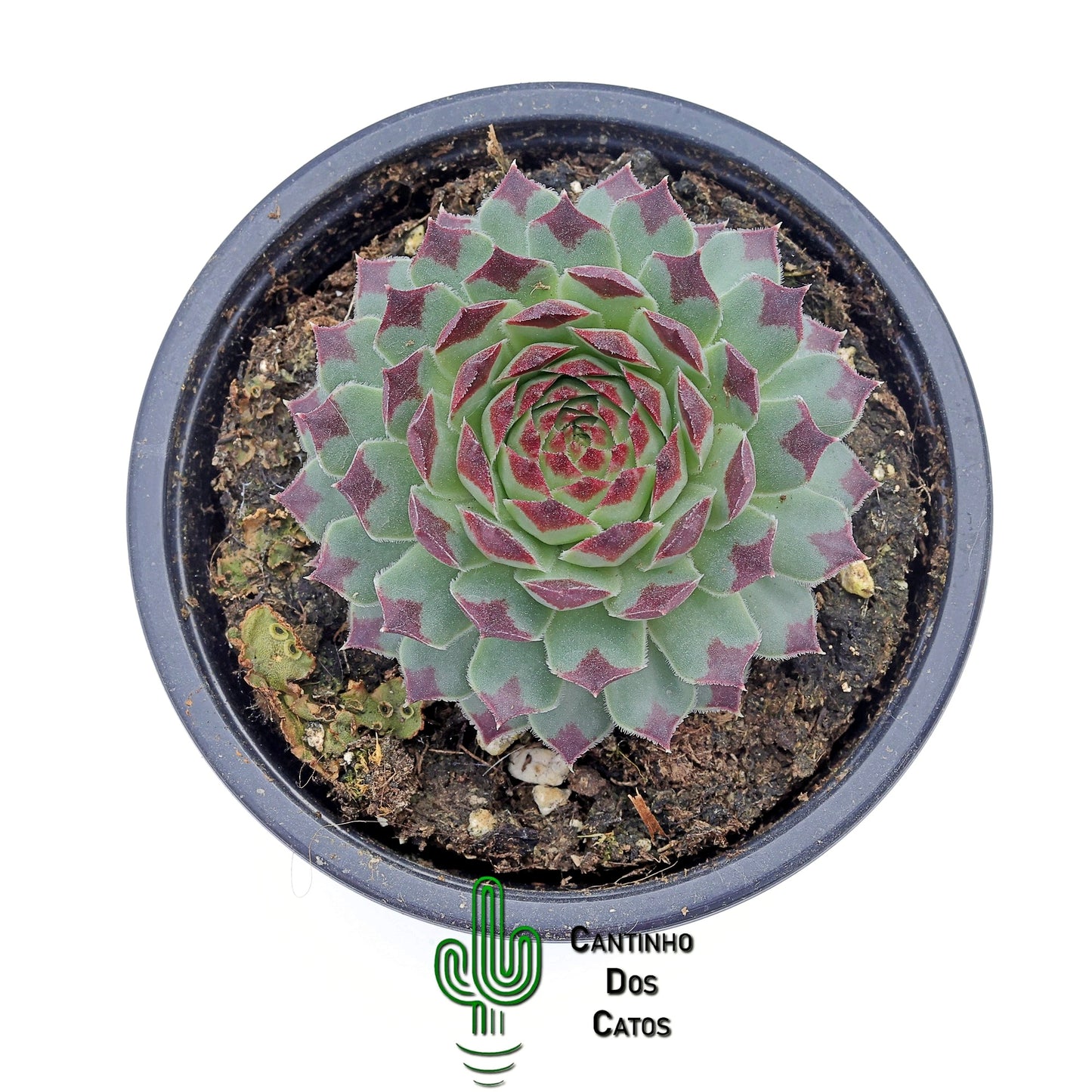 Sempervivum Mint Marvel