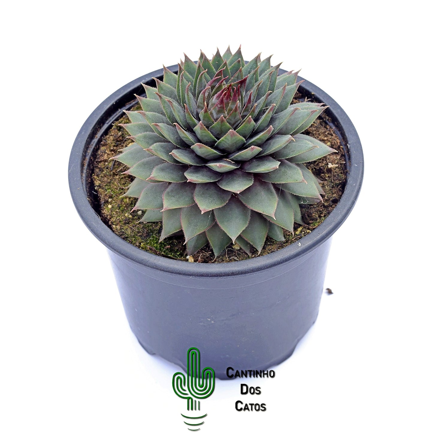 Sempervivum Silverine