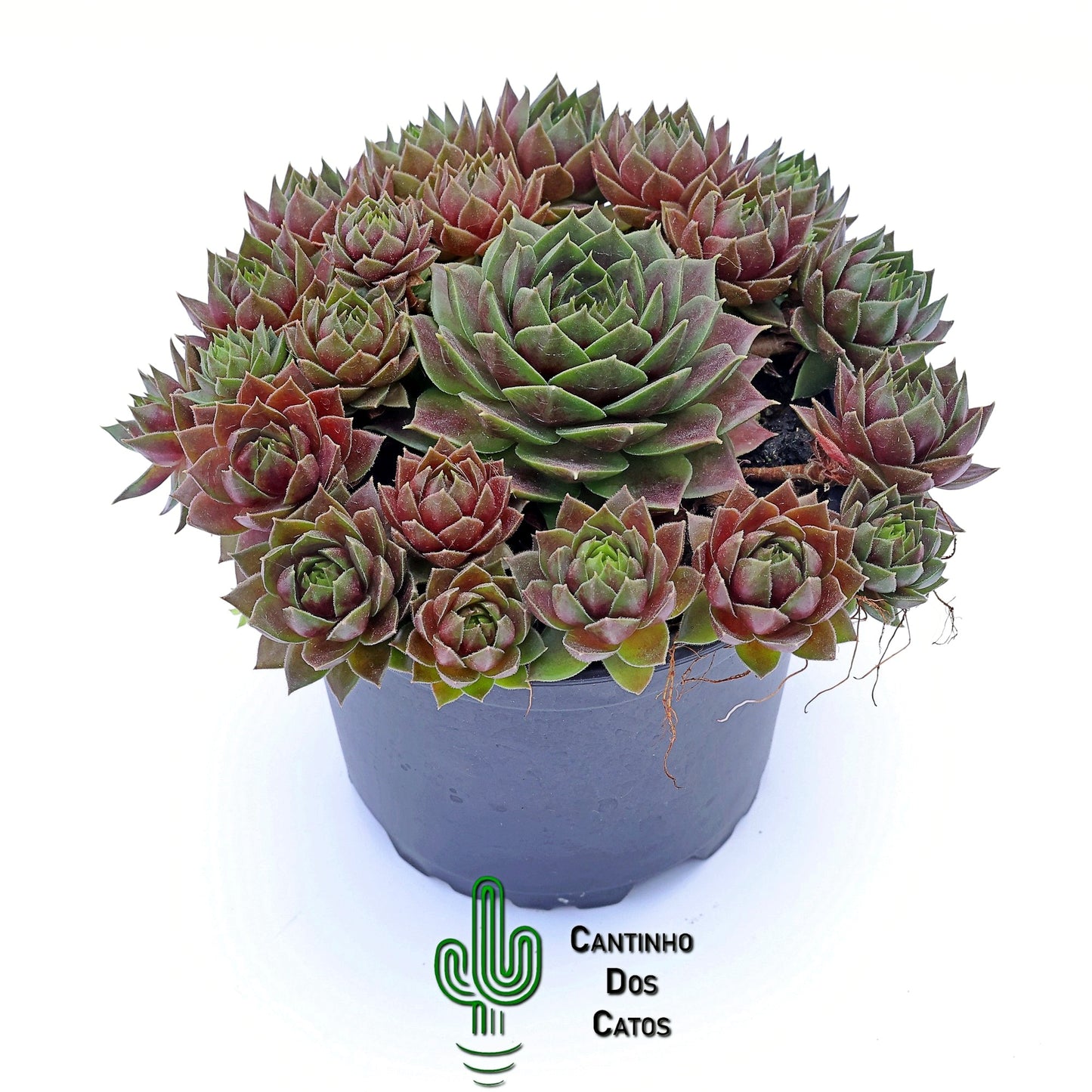 Sempervivum Lemon Flare