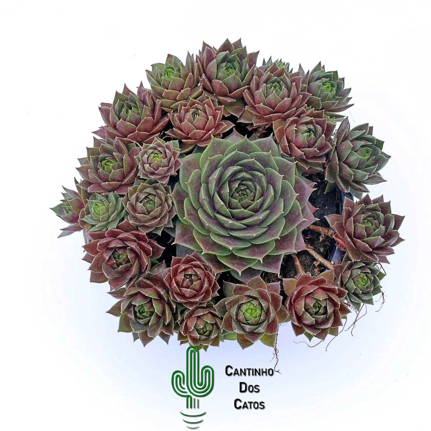 Sempervivum Lemon Flare