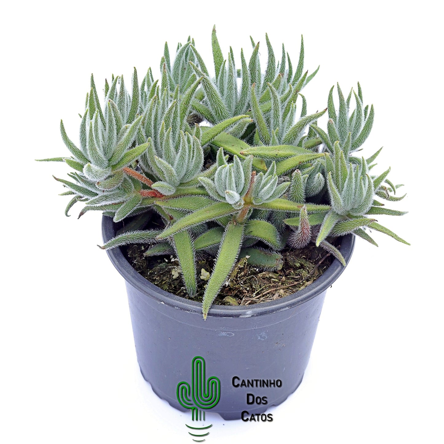 Crassula Mesembryanthemoides
