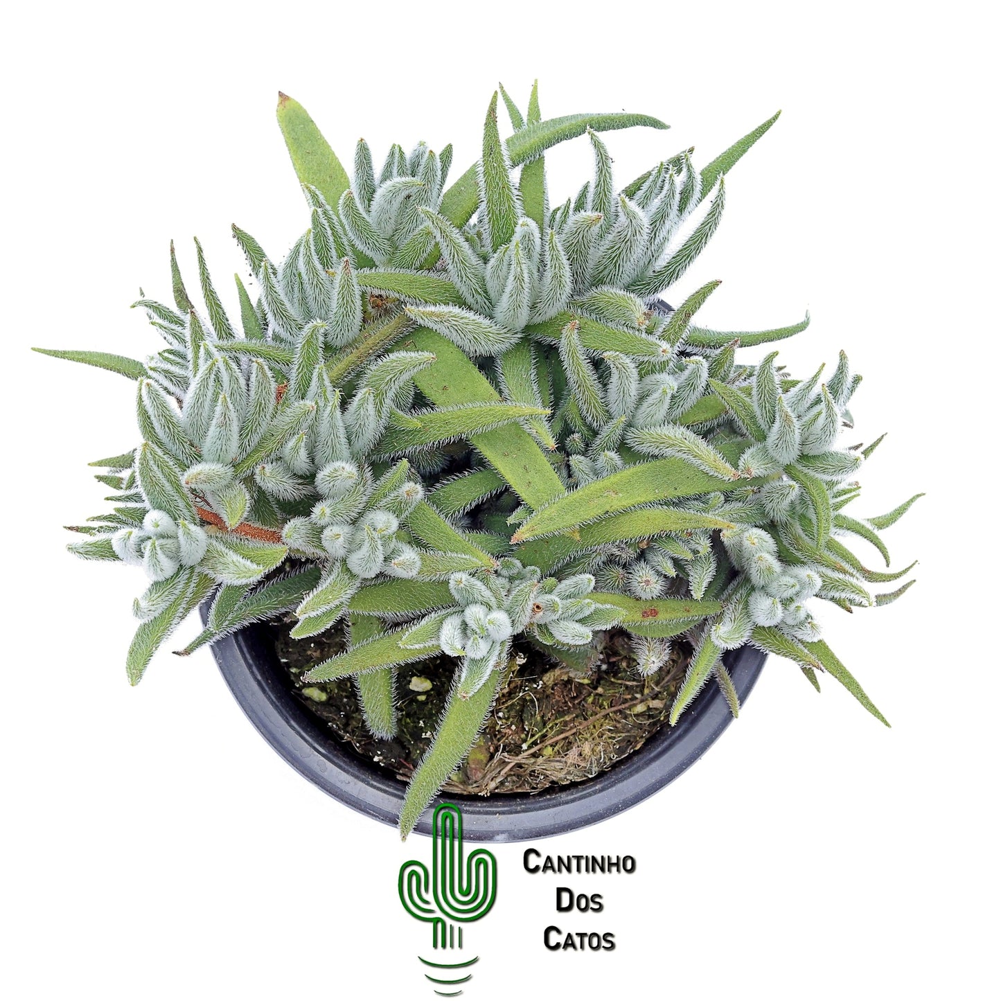Crassula Mesembryanthemoides