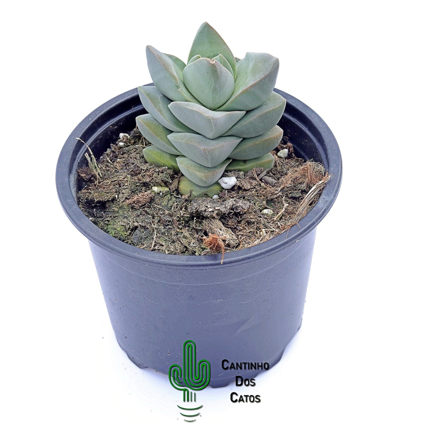 Crassula Moonglow