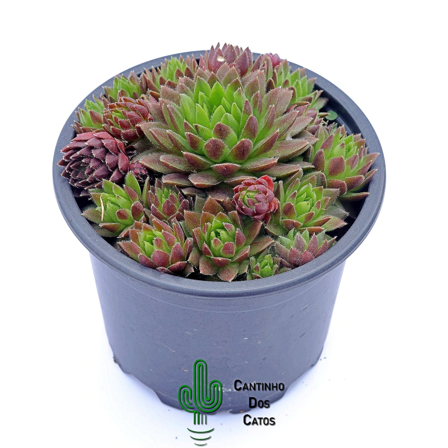 Sempervivum Globiferum subsp. Hirtum Hedgehog