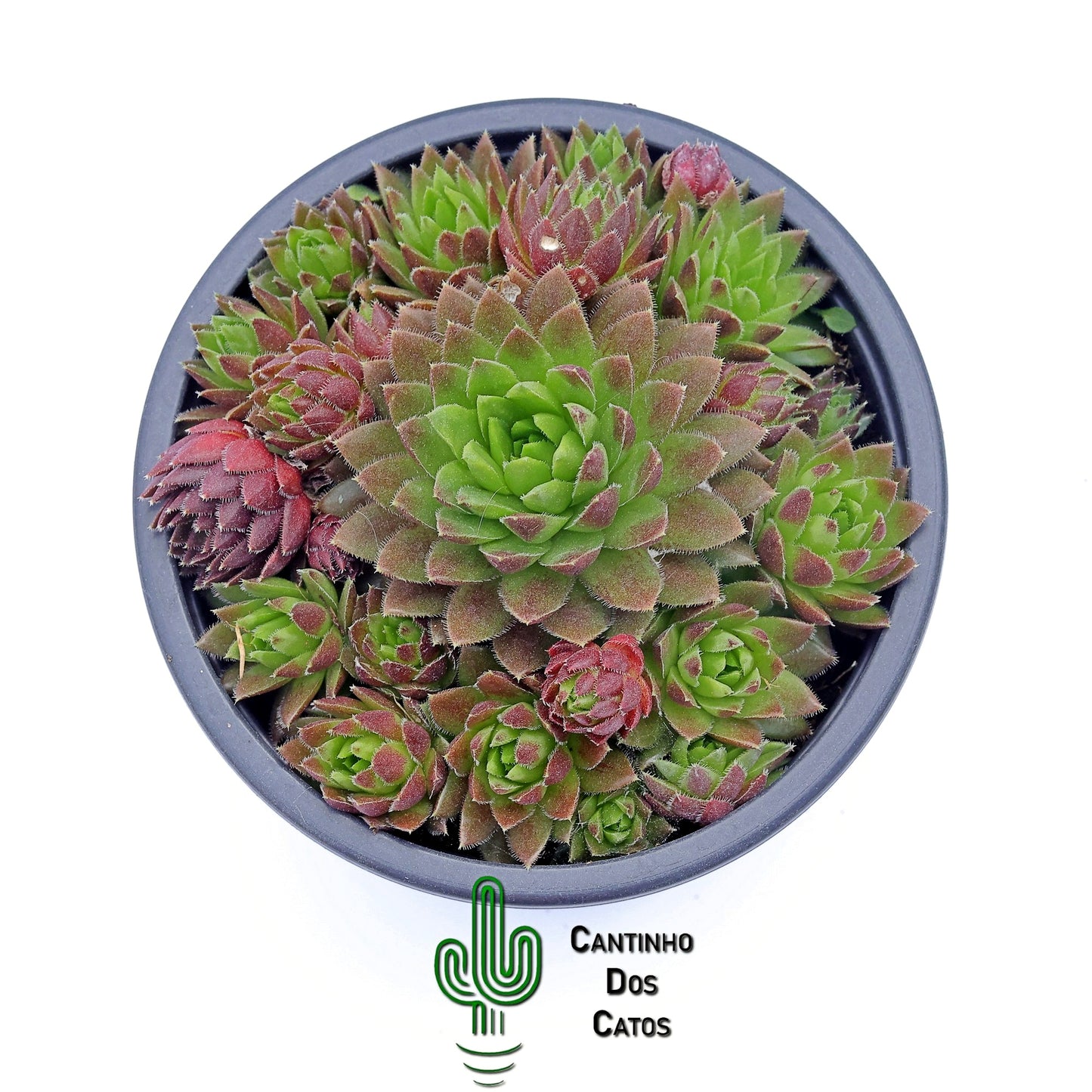 Sempervivum Globiferum subsp. Hirtum Hedgehog