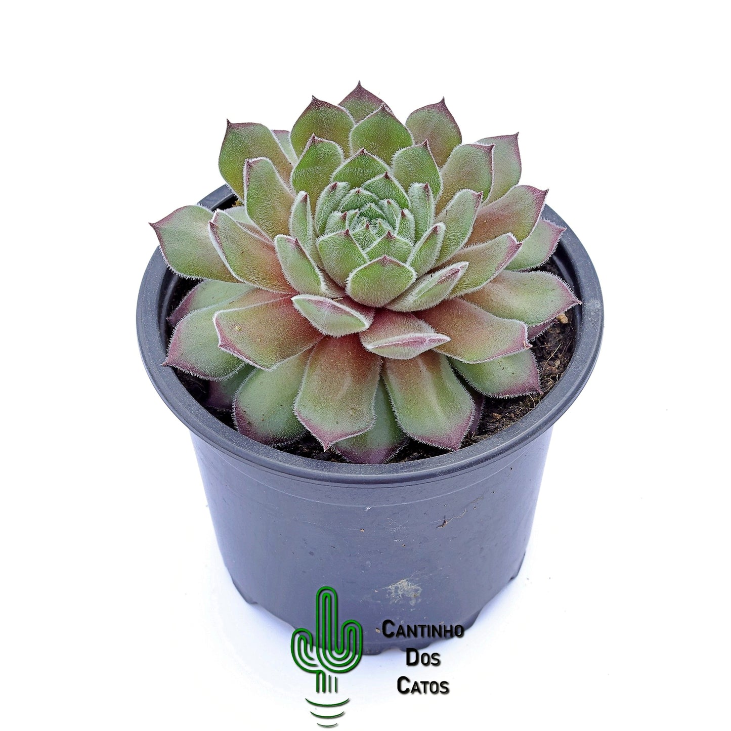 Sempervivum Seminole