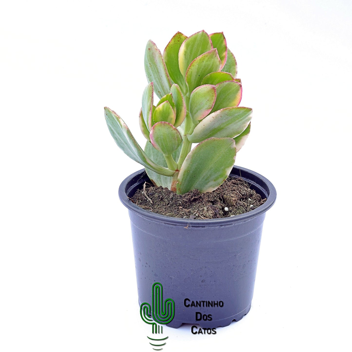 Crassula Ovata 'Lemon and Lime'