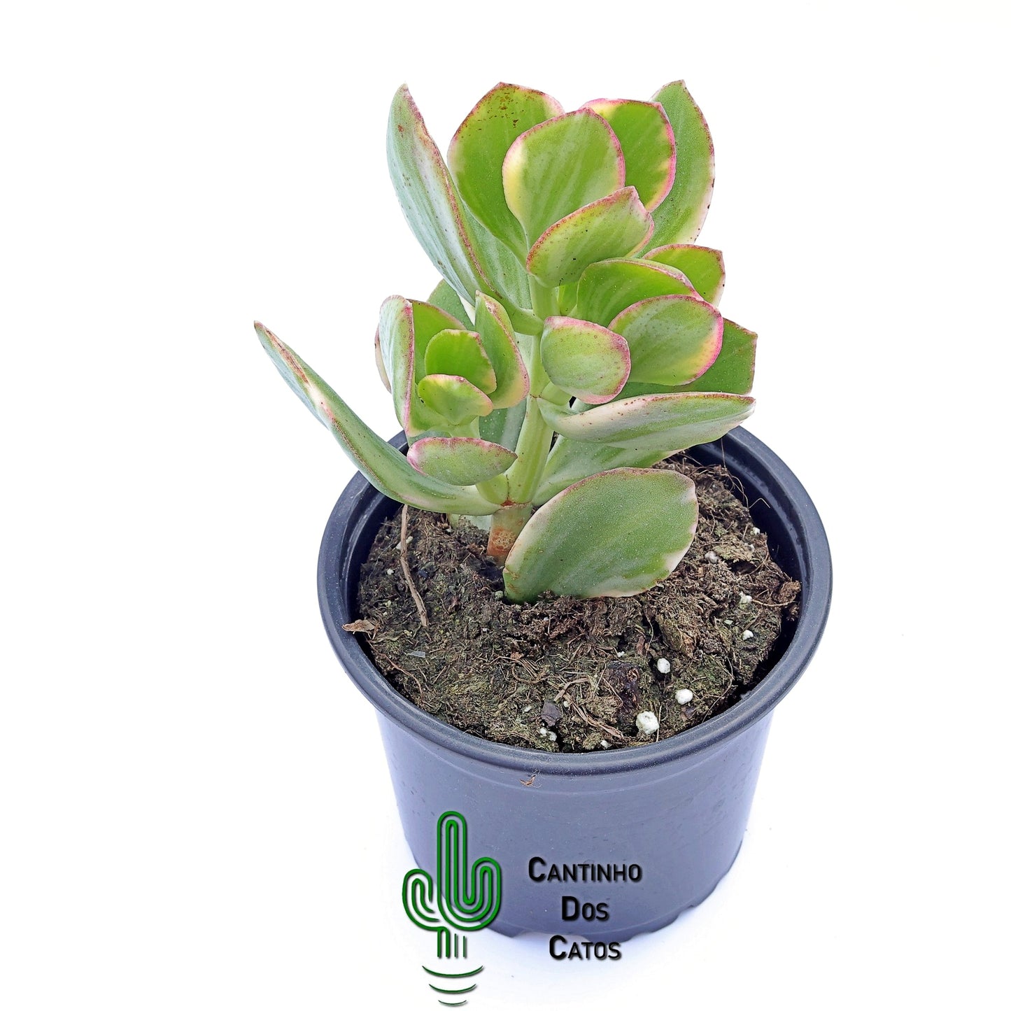 Crassula Ovata 'Lemon and Lime'