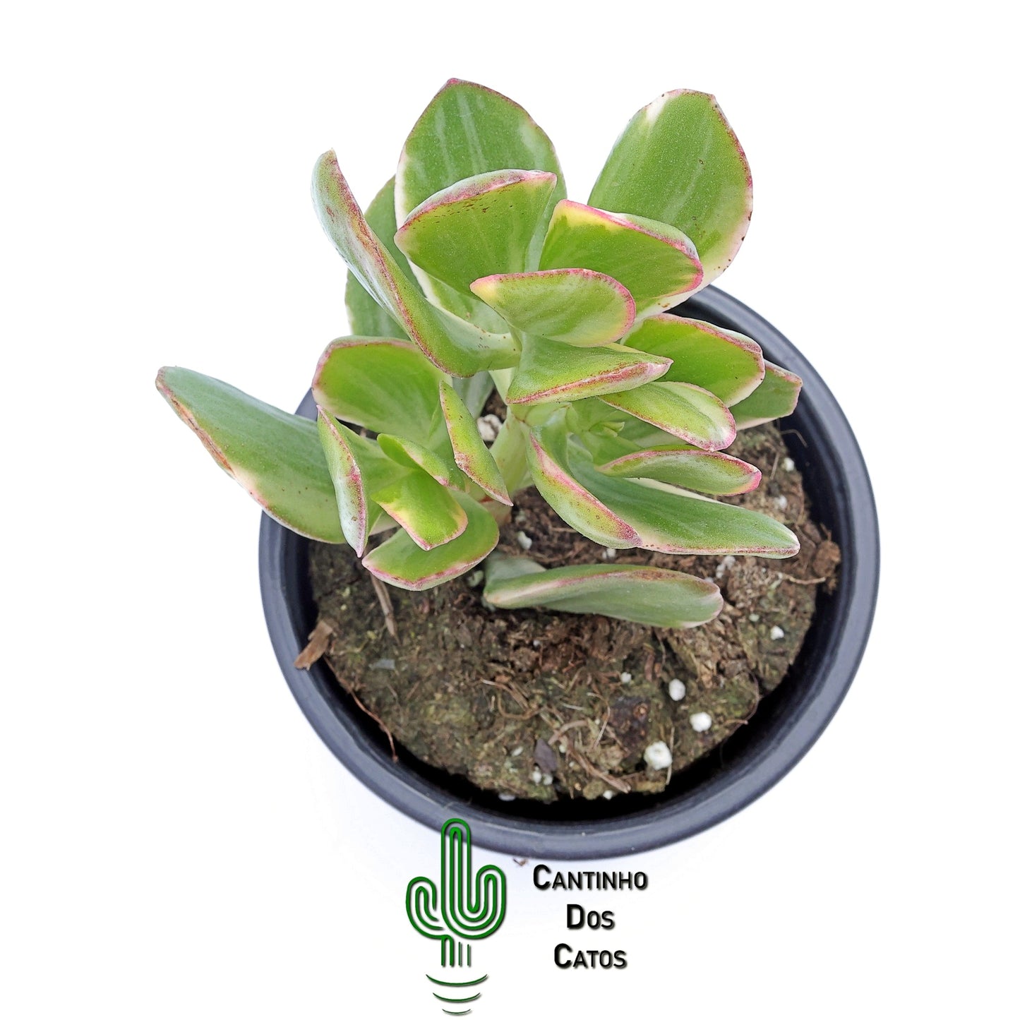 Crassula Ovata 'Lemon and Lime'