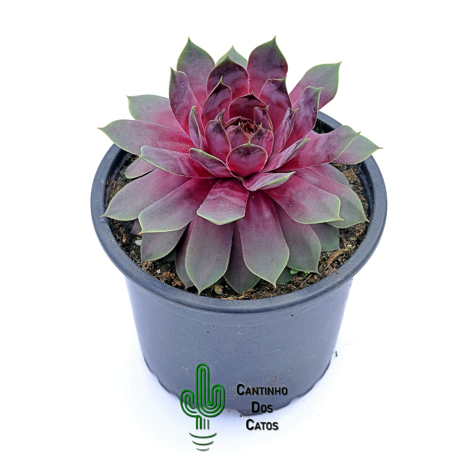 Sempervivum ‘Pink Pomelo’