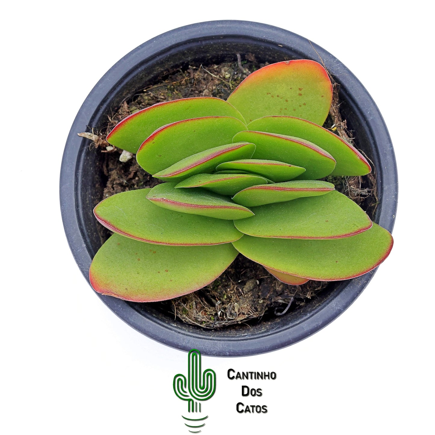 Crassula Perfoliata Borracha