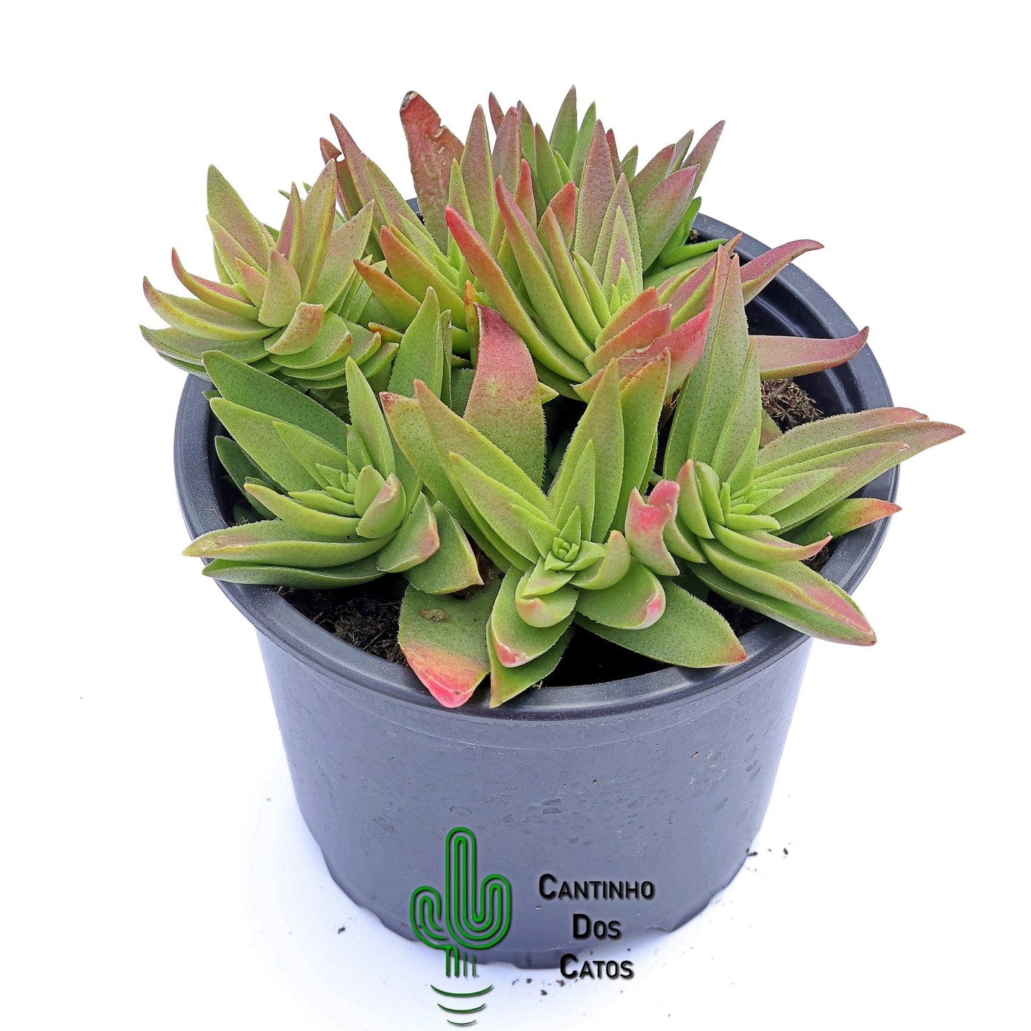 Crassula Capitella Subsp Thyrsiflora "Red Pagoda"