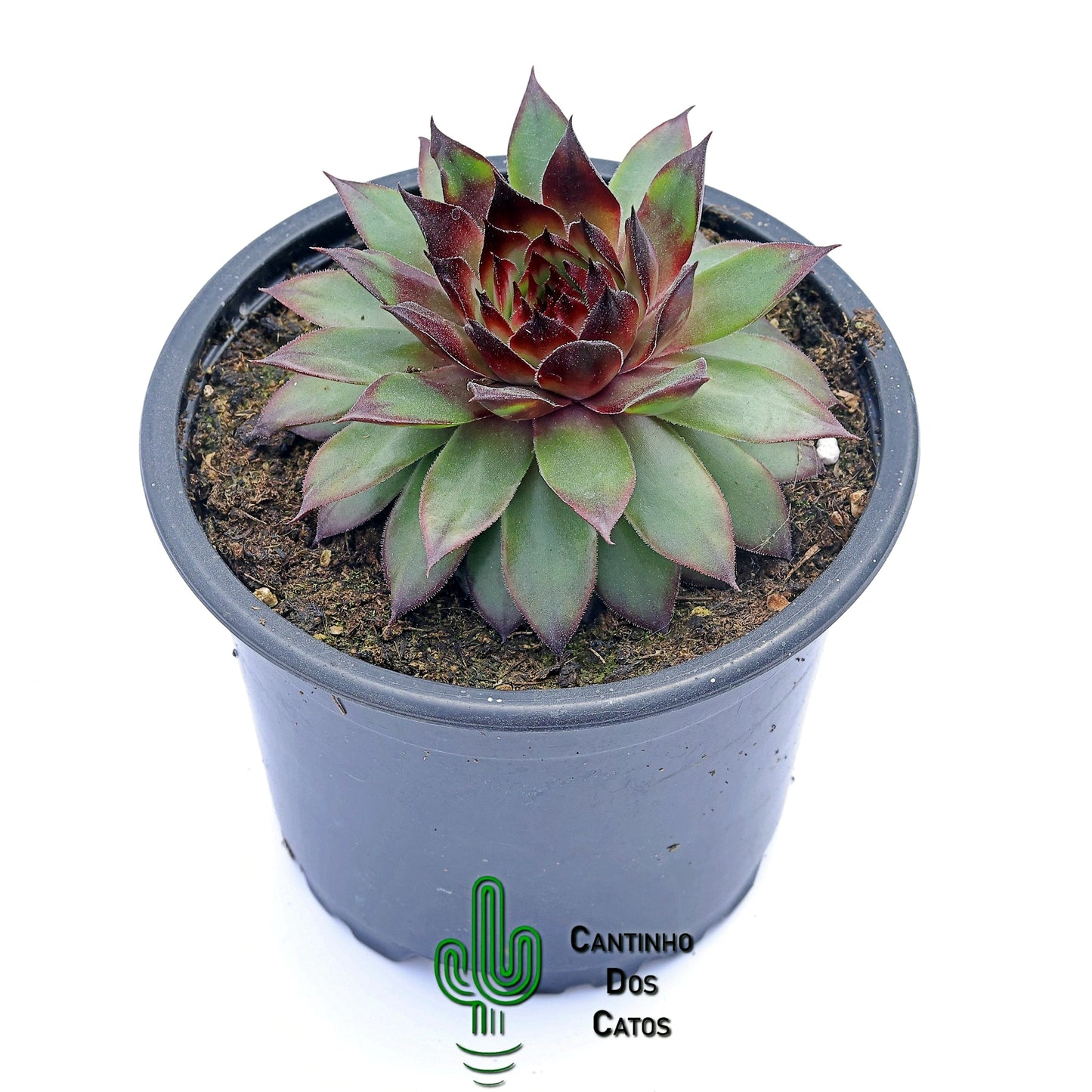 Sempervivum Brown