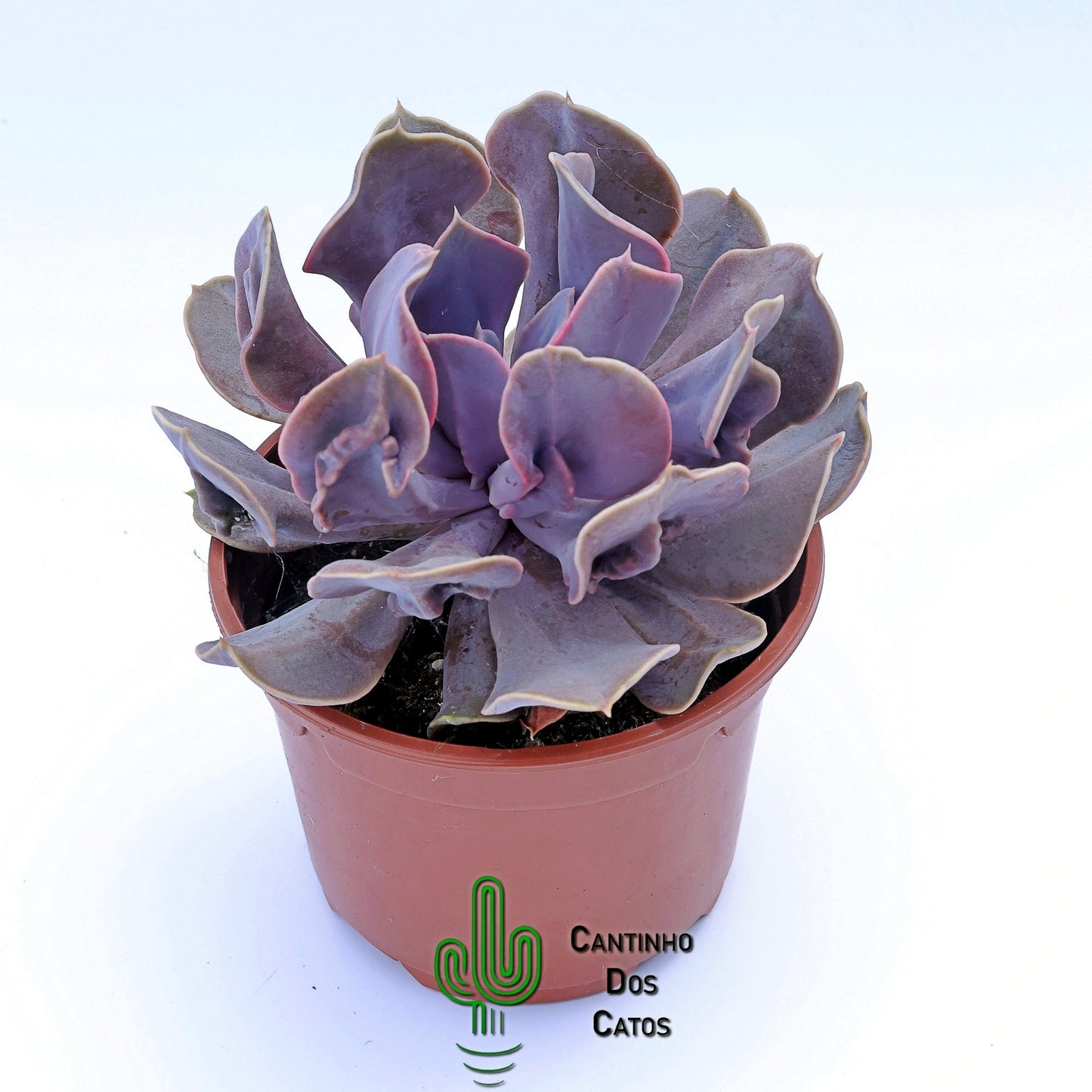Echeveria ‘Perle Trumpet’