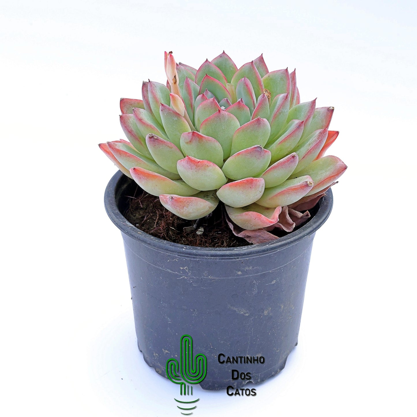 Echeveria Hercules