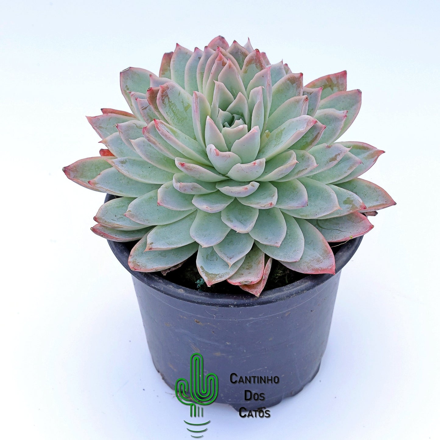 Echeveria Spark