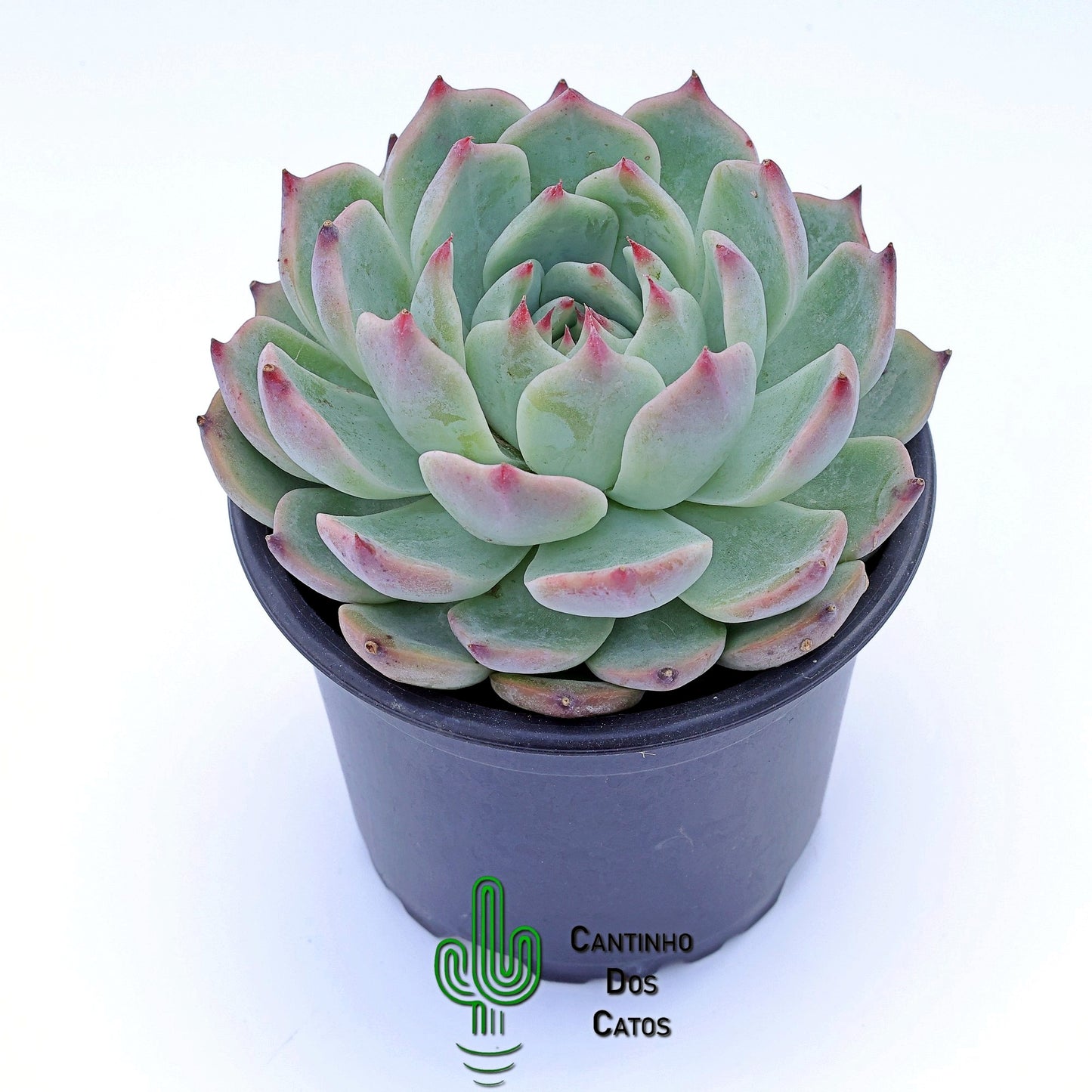 Echeveria Parva