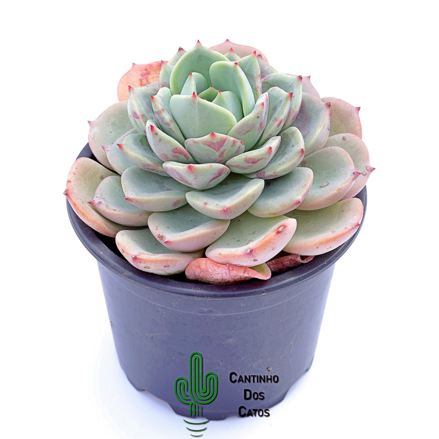 Echevaria Agavoides "Salmon"
