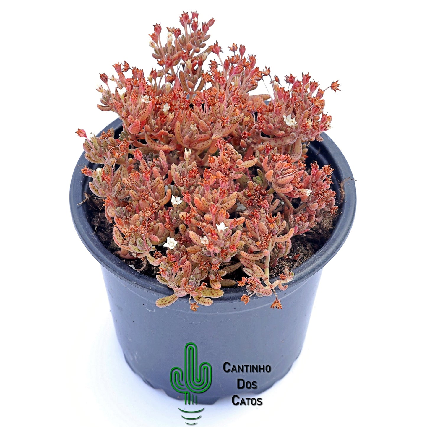 Crassula Hunbertii
