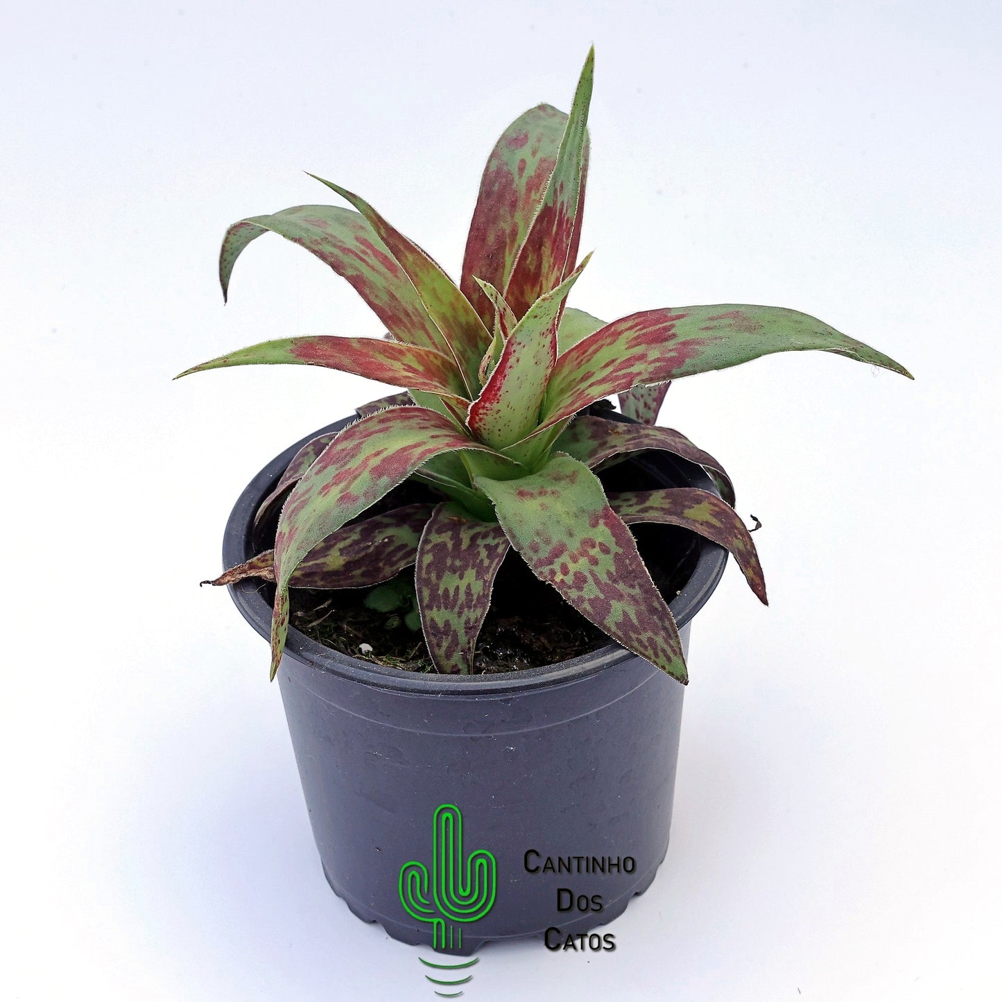Crassula Alba var. Parvisepala