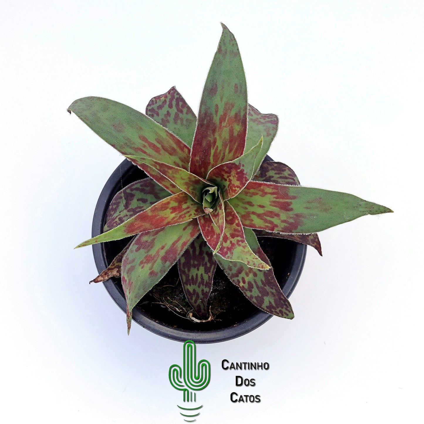 Crassula Alba var. Parvisepala