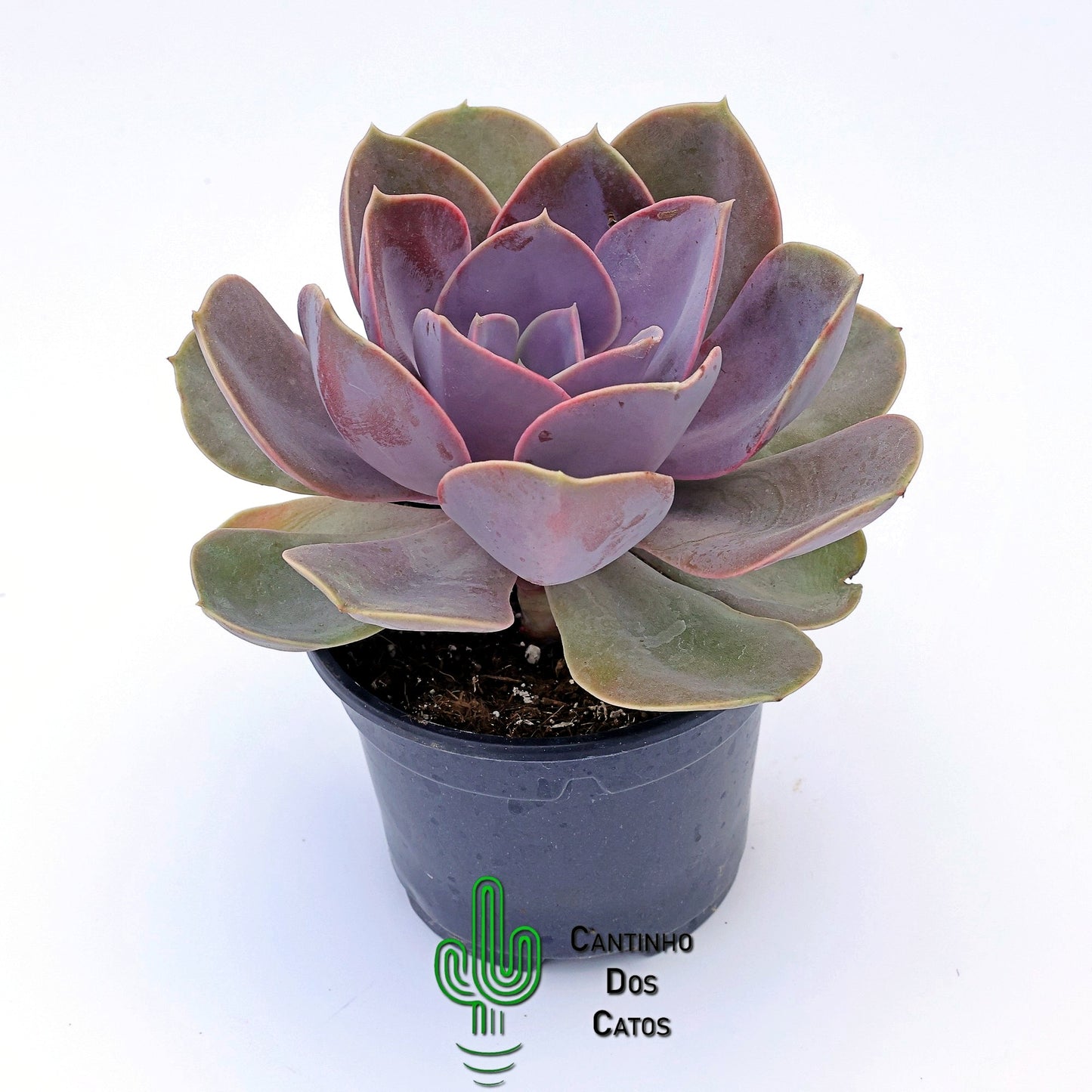 Echeveria Perle Von Nurnberg