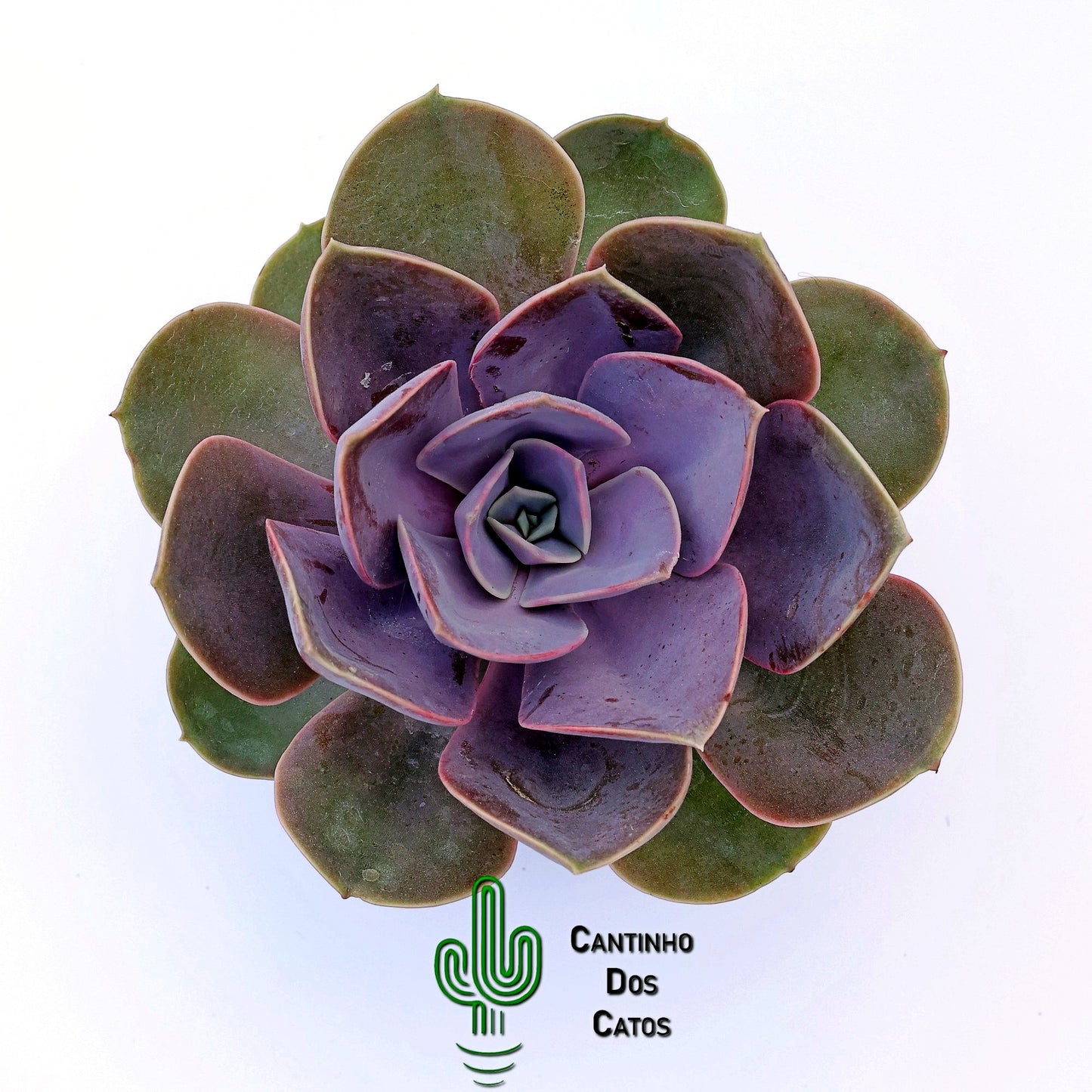 Echeveria Perle Von Nurnberg