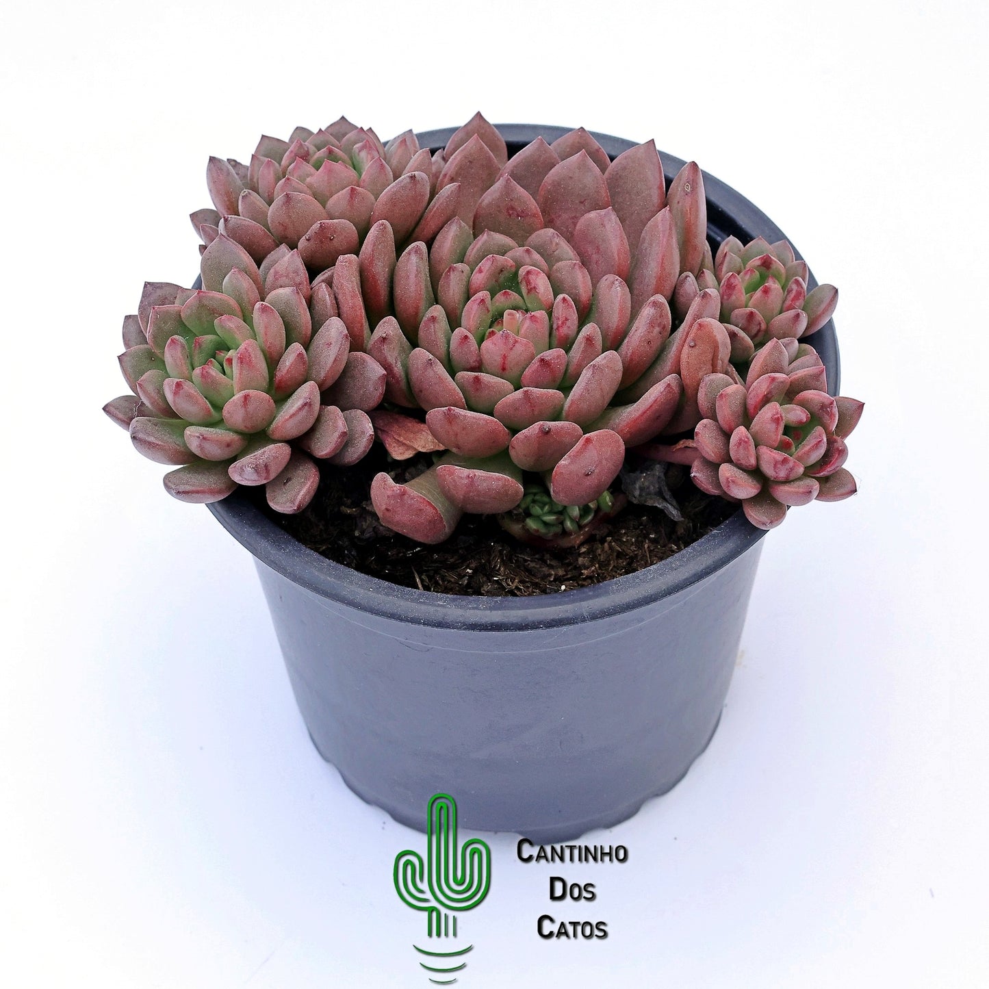Echeveria Pink Ruby