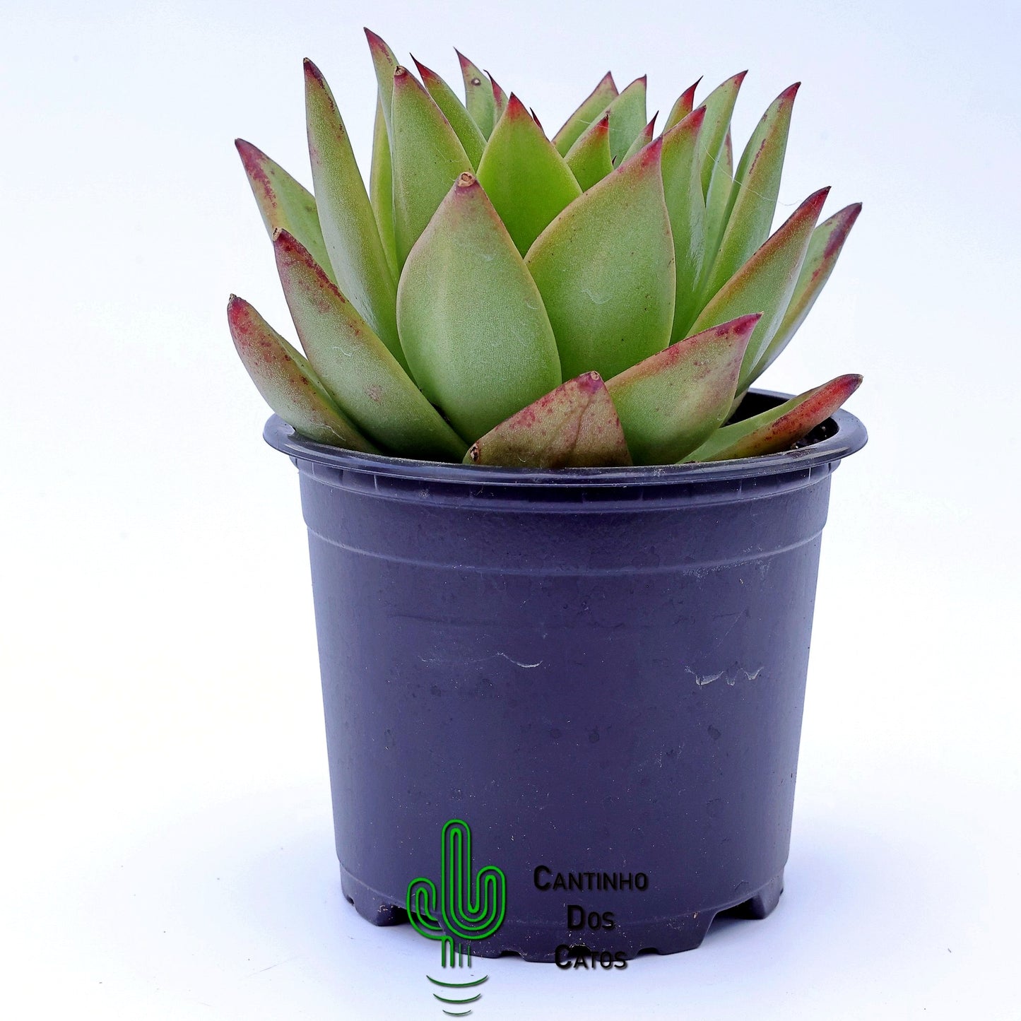 Echeveria Agavoides Ebony
