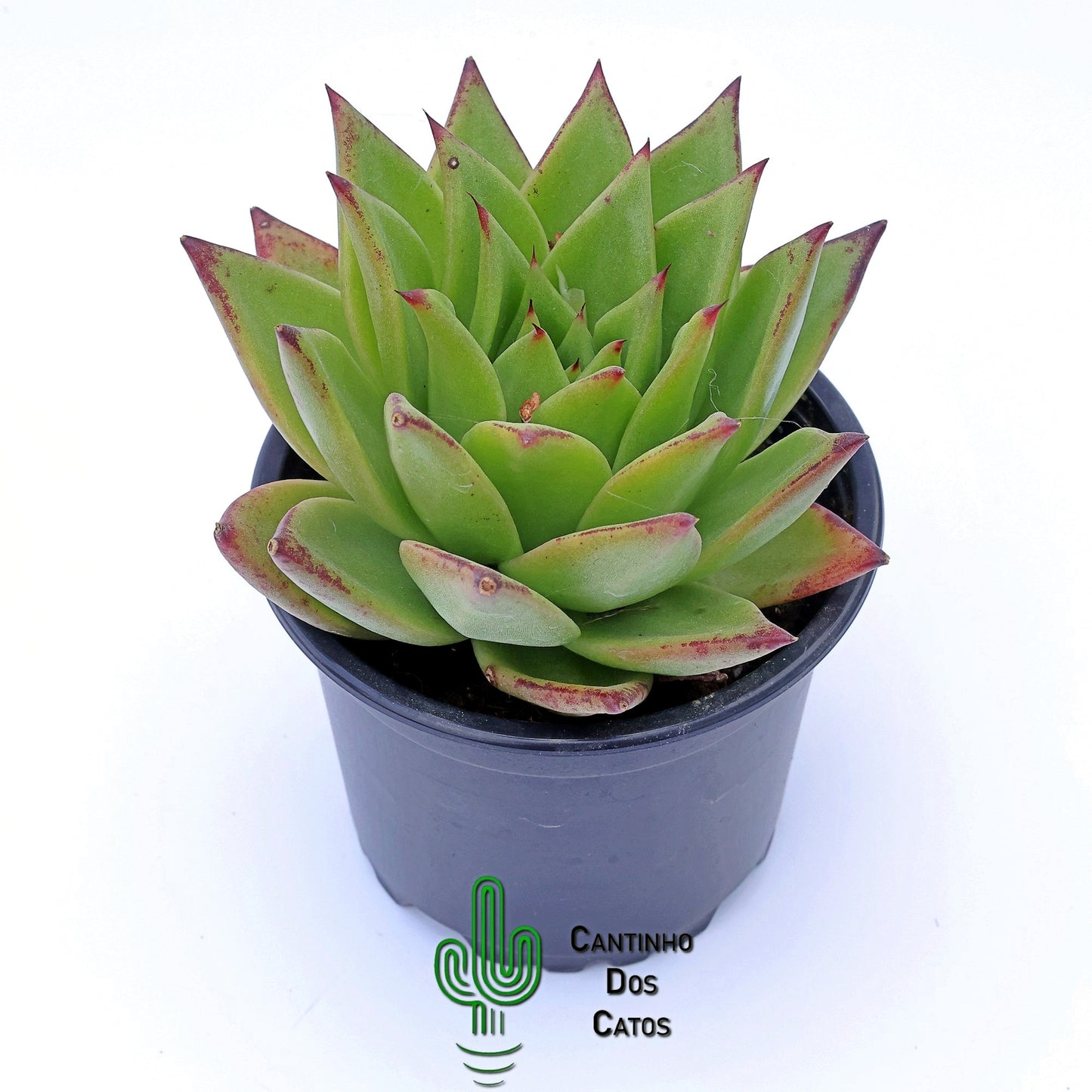 Echeveria Agavoides Ebony