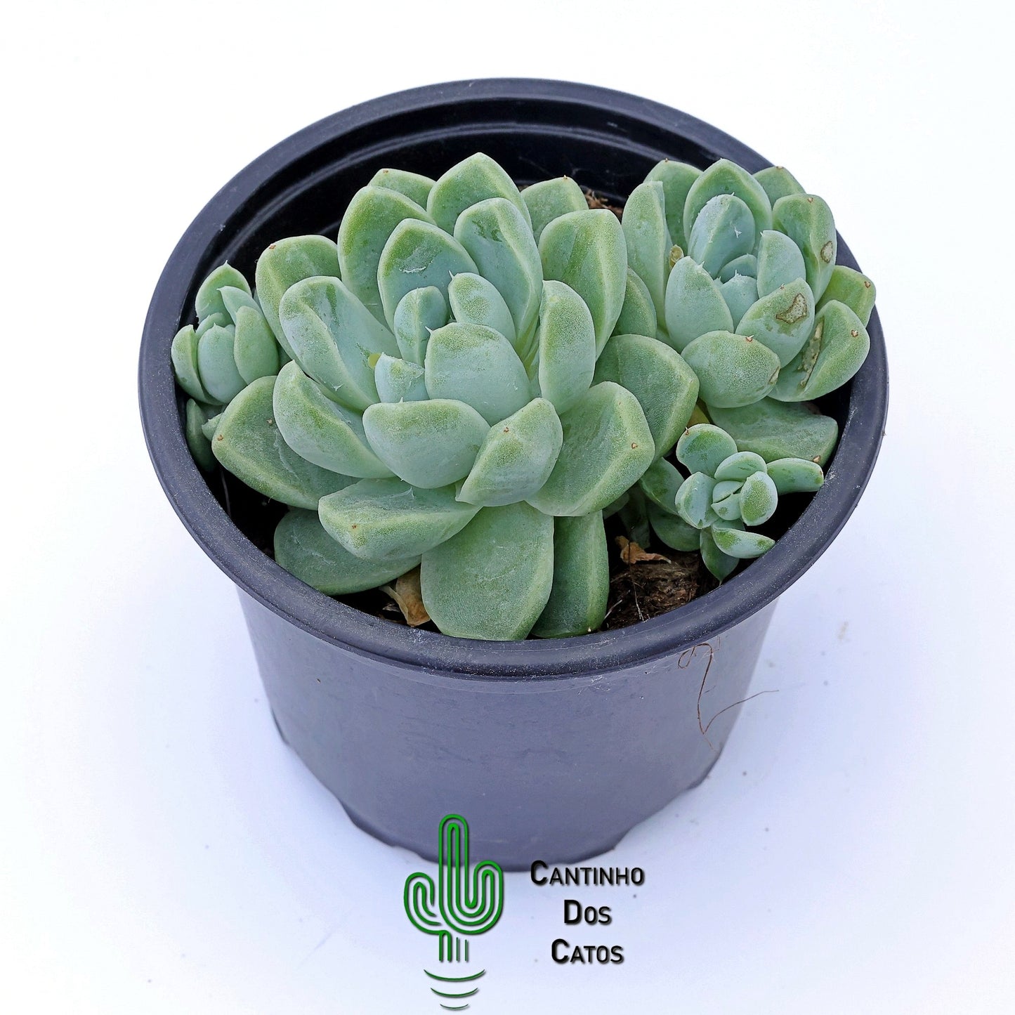 Echeveria Elegans Albicans