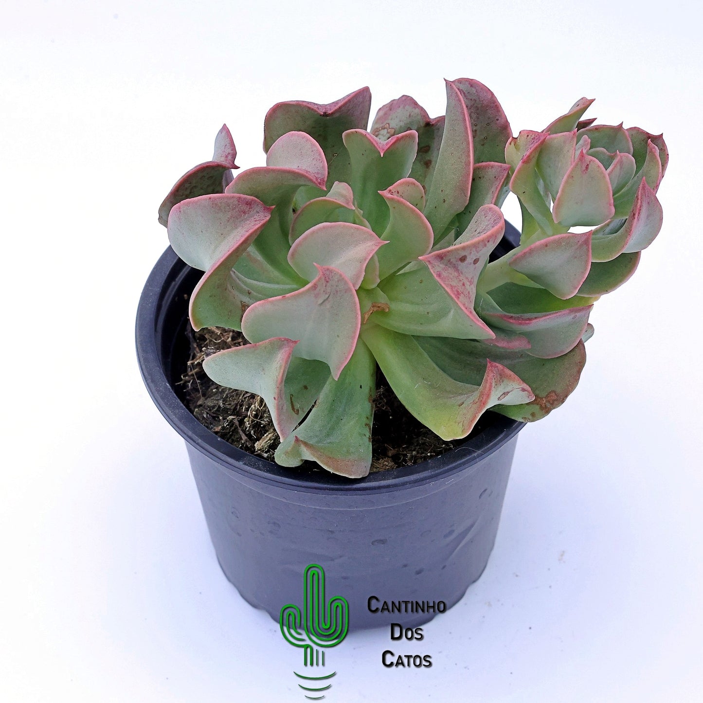 Echeveria Dark Vader