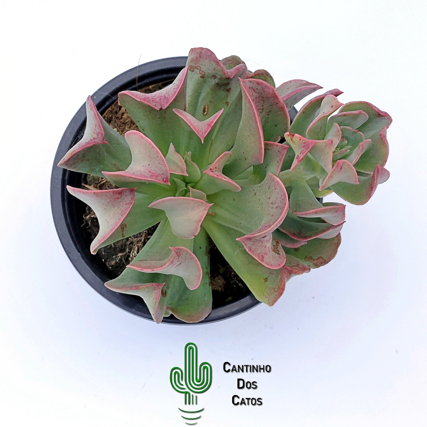 Echeveria Dark Vader