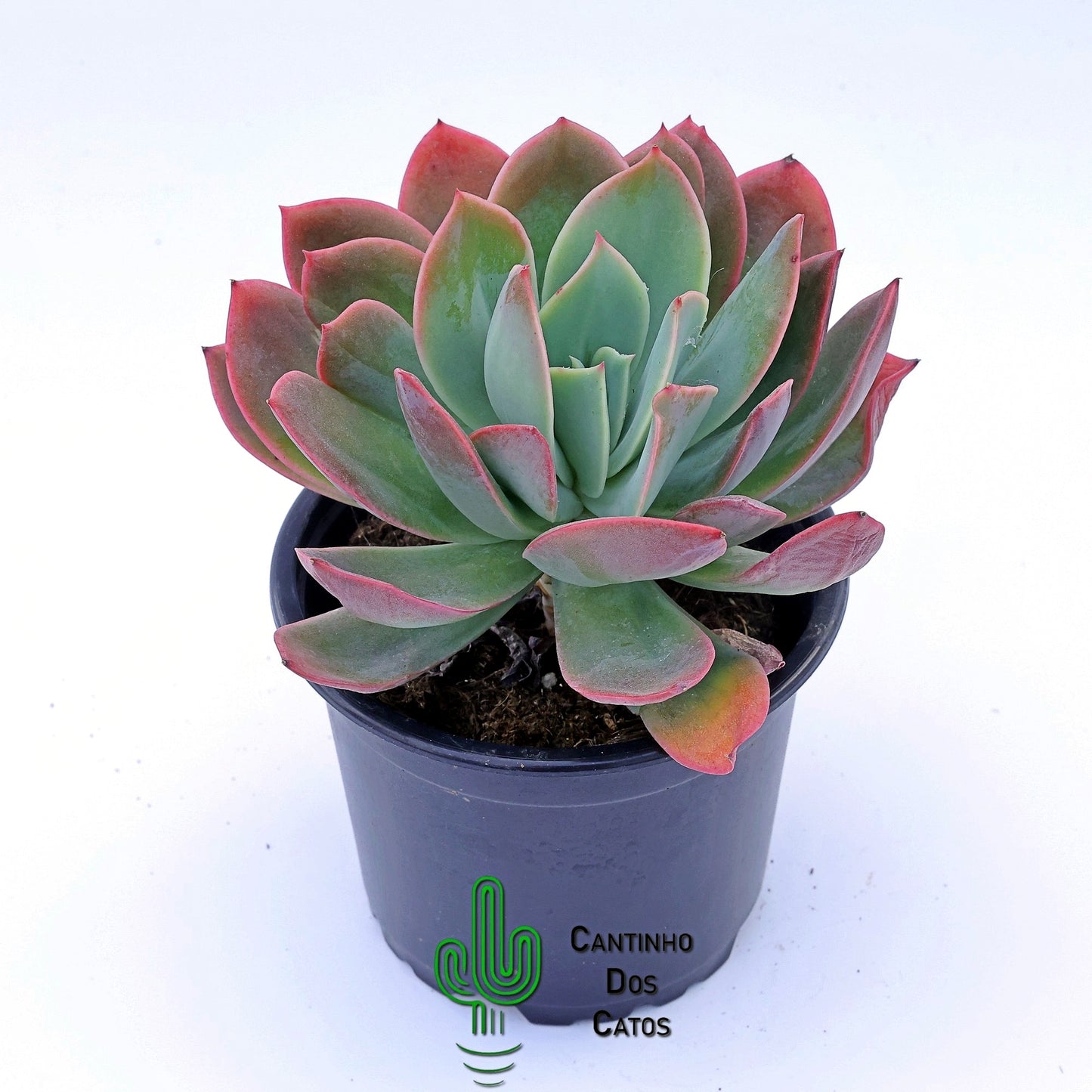 Echeveria Violet Luella
