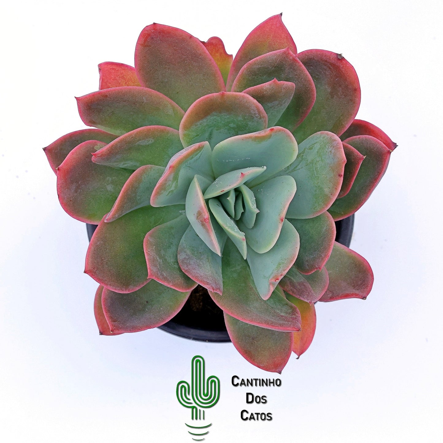 Echeveria Violet Luella