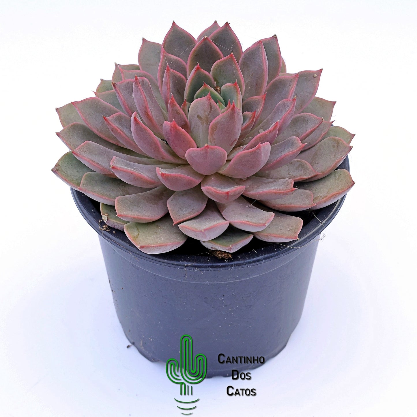 Echevaria Romance