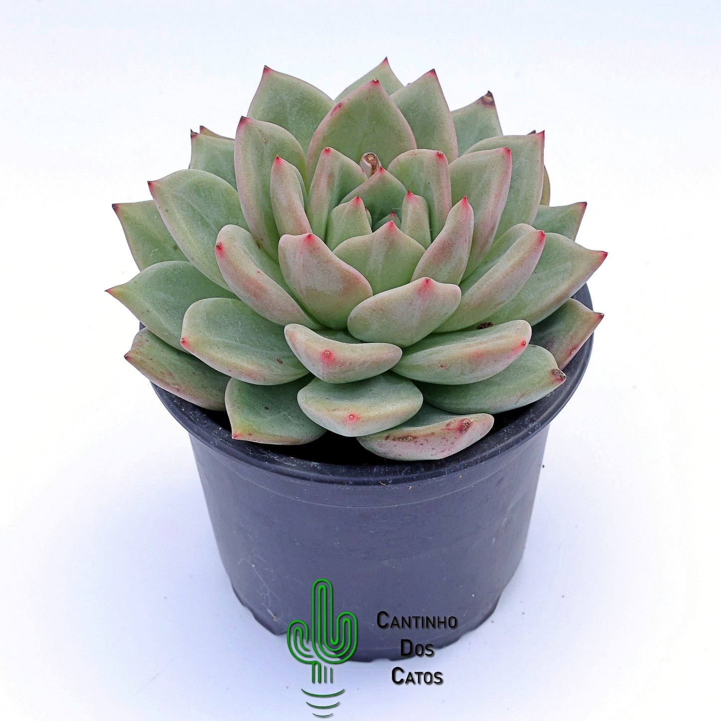 Echeveria Agavoides Emerald