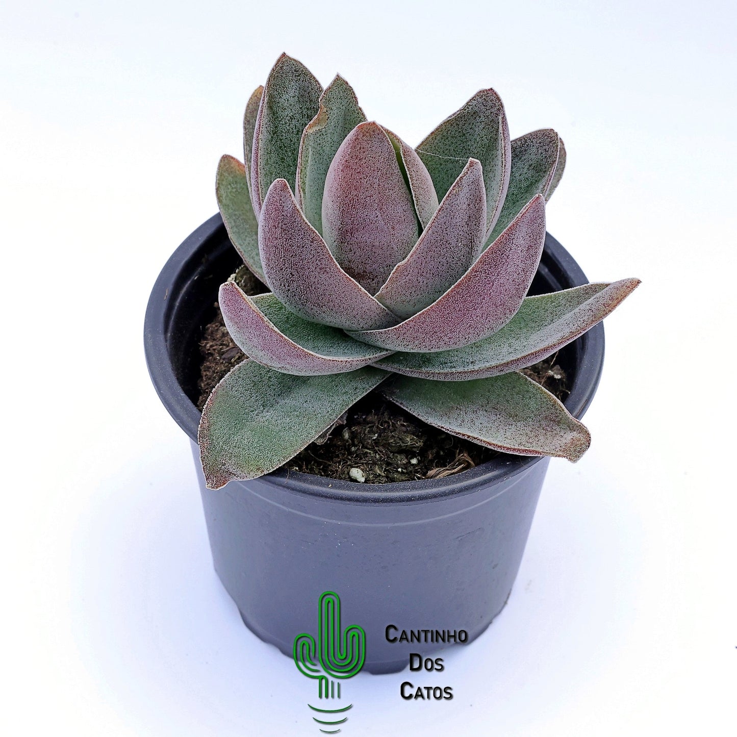 Crassula Garnet Lotus