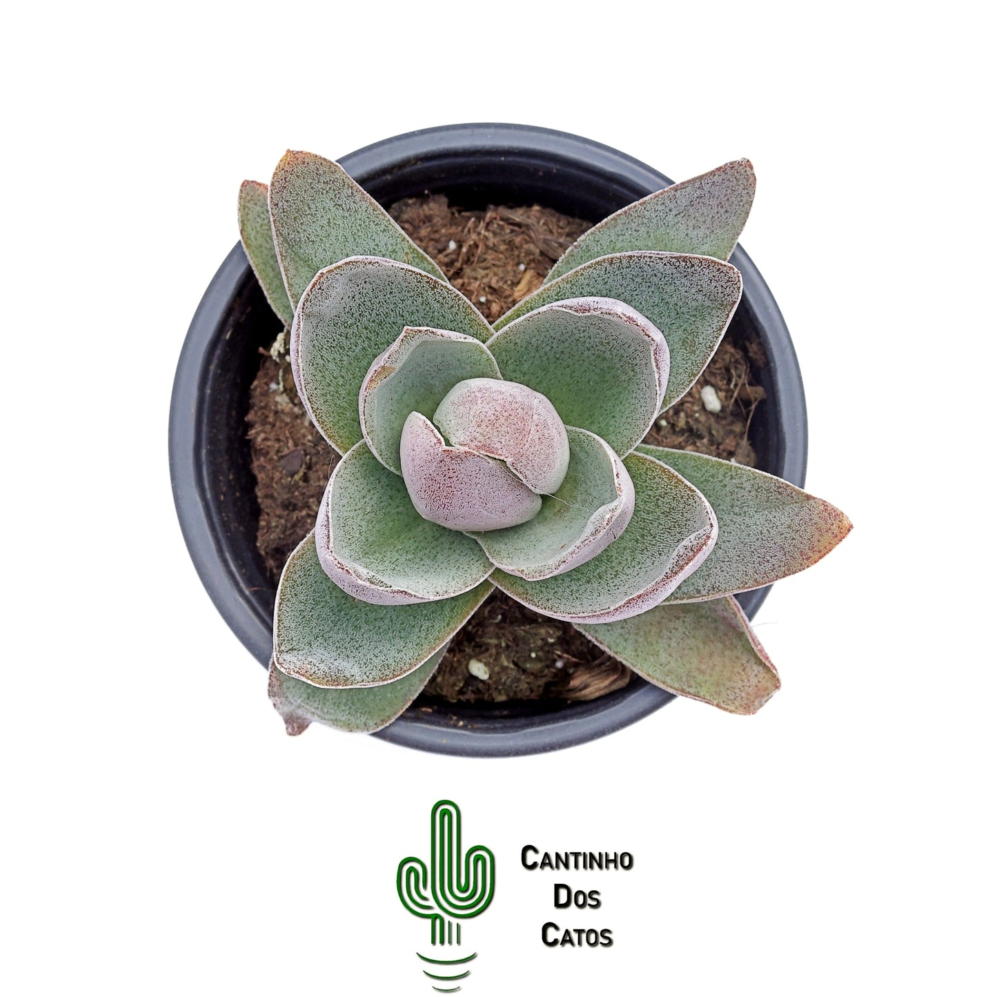 Crassula Garnet Lotus