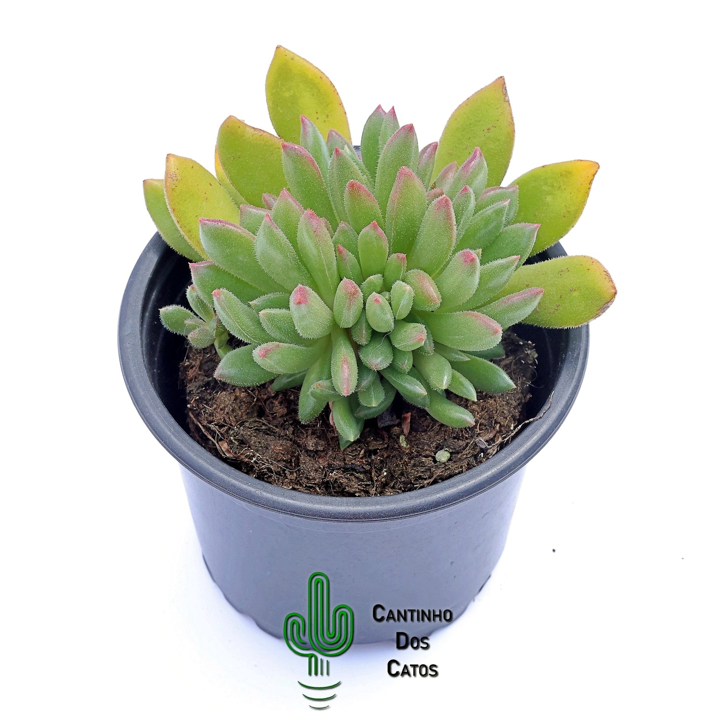 Echeveria ‘Bella’