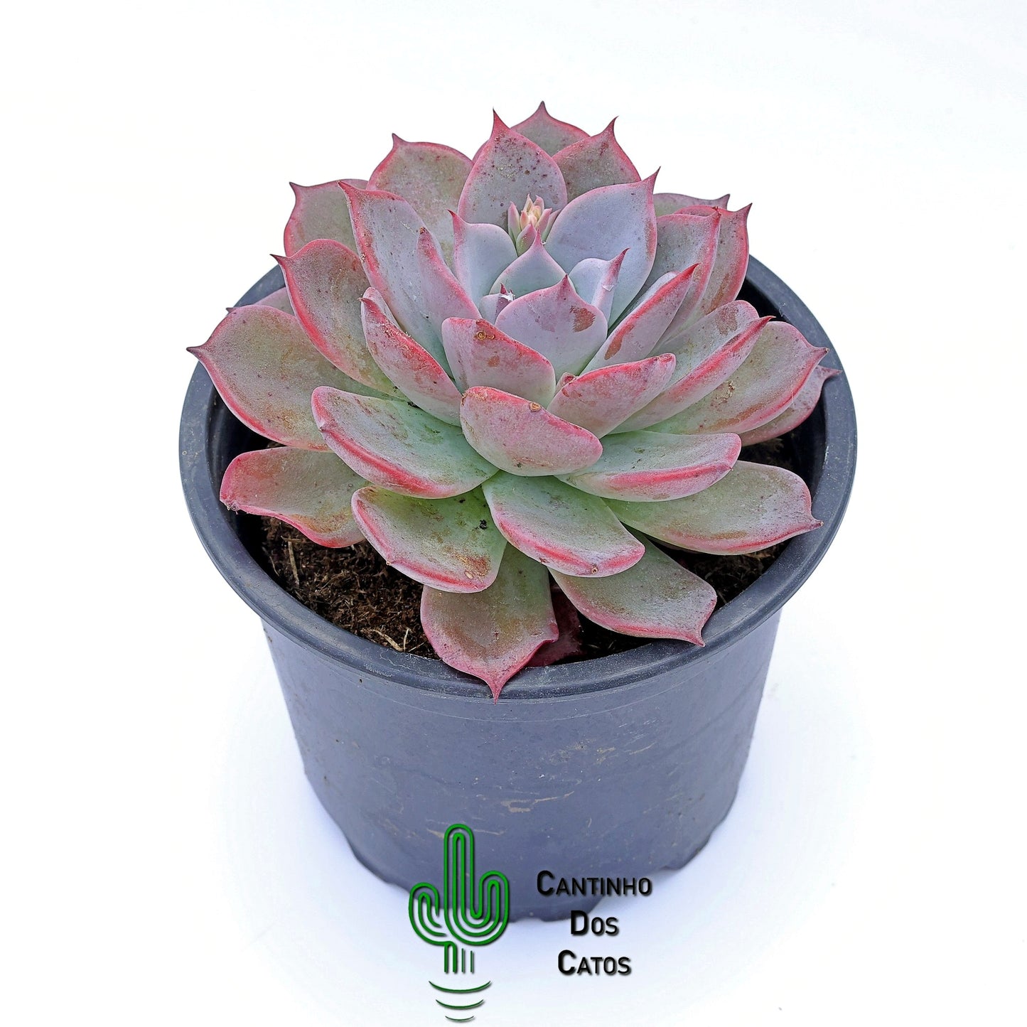 Echeveria Laulensis