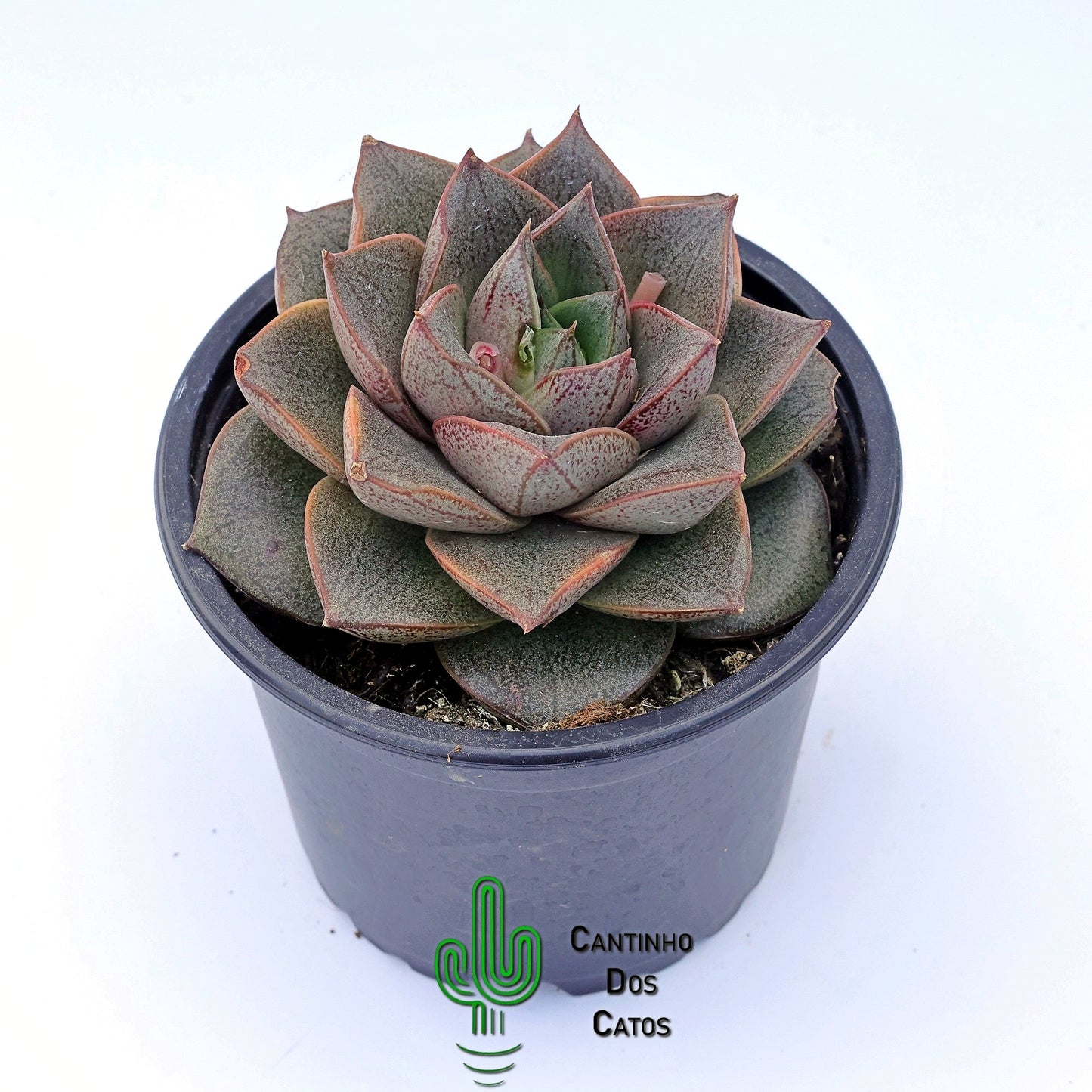 Echeveria Purposorum