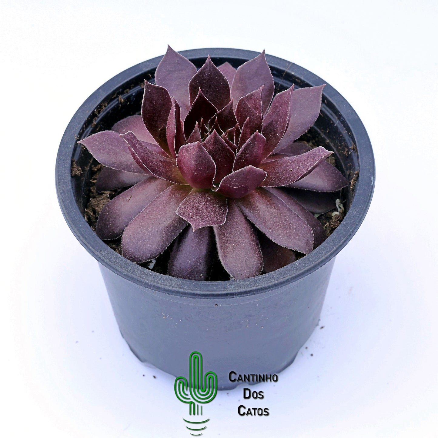 Sempervivum ‘Royal Ruby’