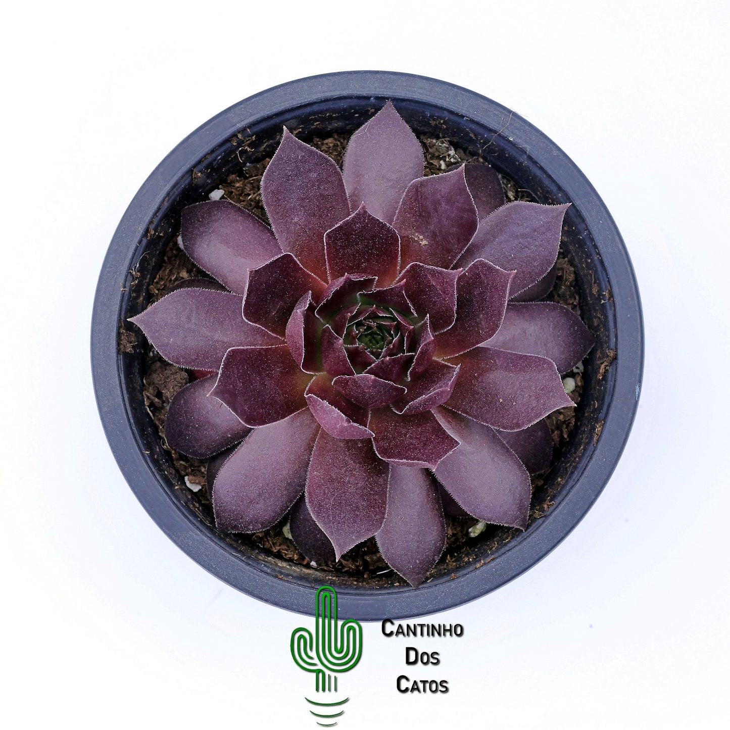 Sempervivum ‘Royal Ruby’