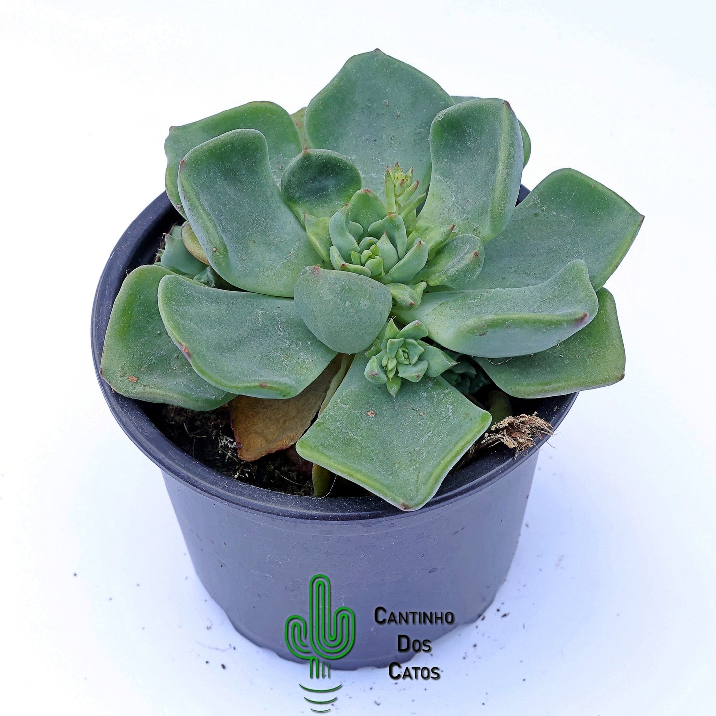 Echeveria Setosa v. Oteroi