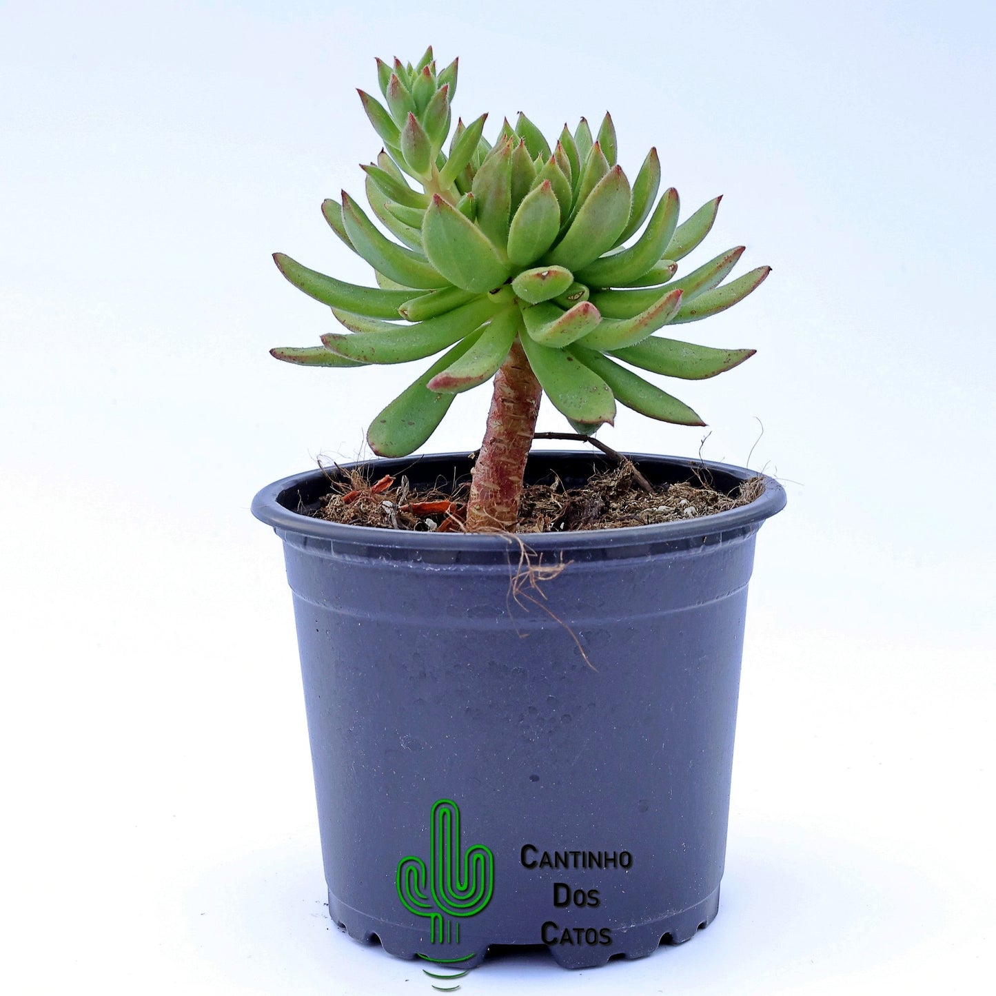 Echeveria Spruce Oliver