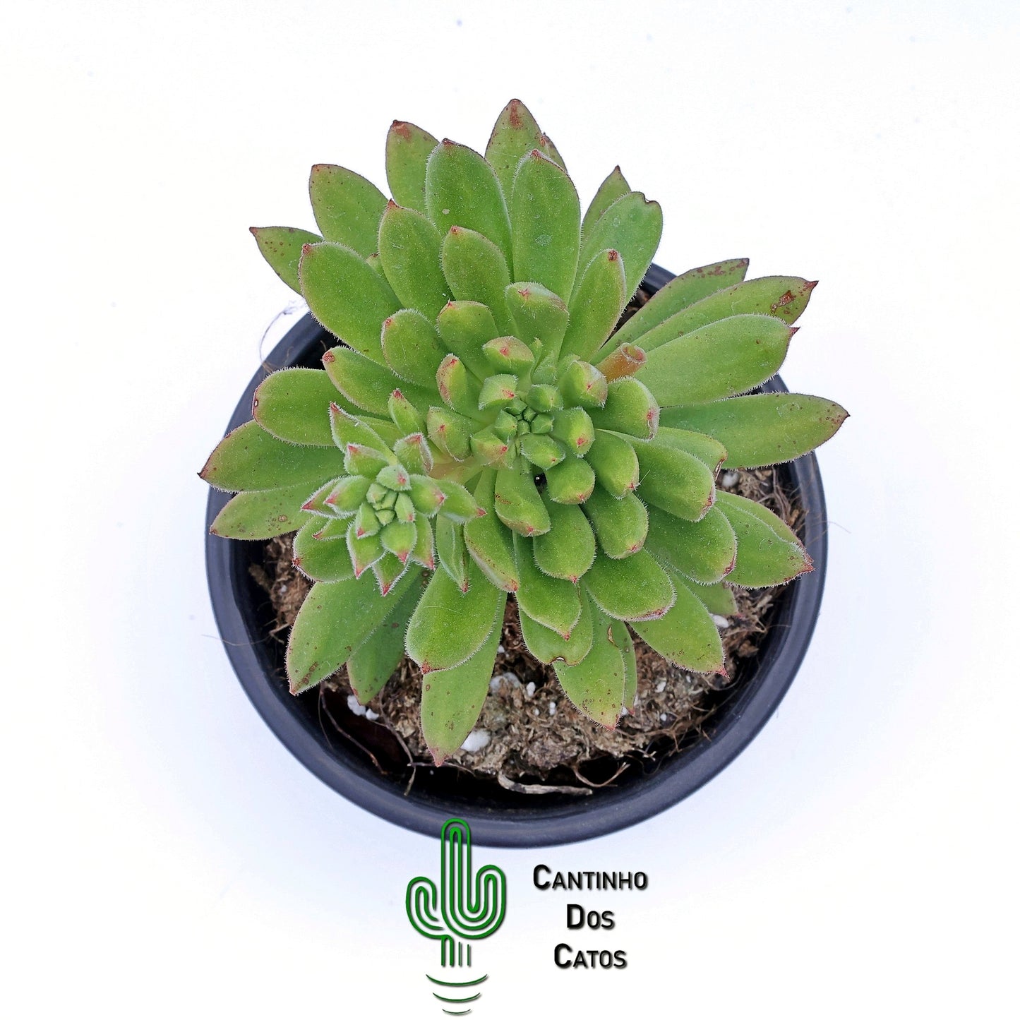Echeveria Spruce Oliver