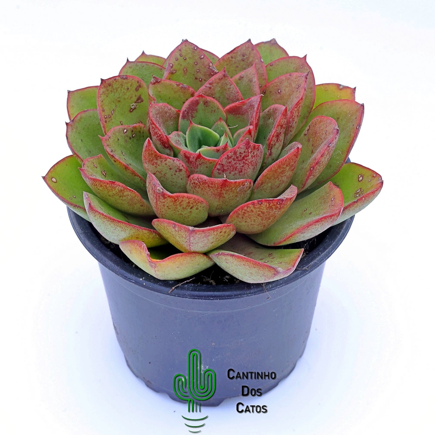 Echeveria Salsa Green