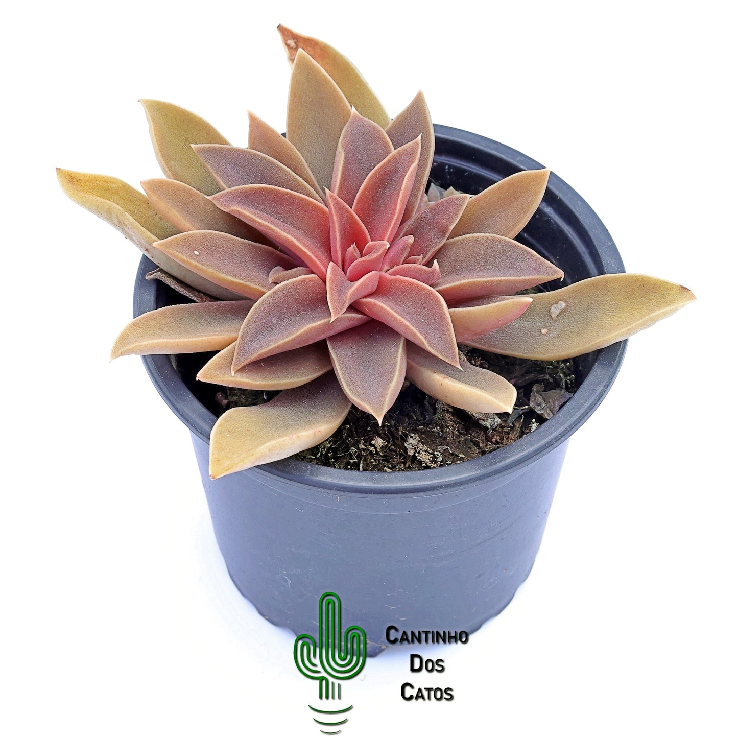 Echeveria Carnicolor Hibrida